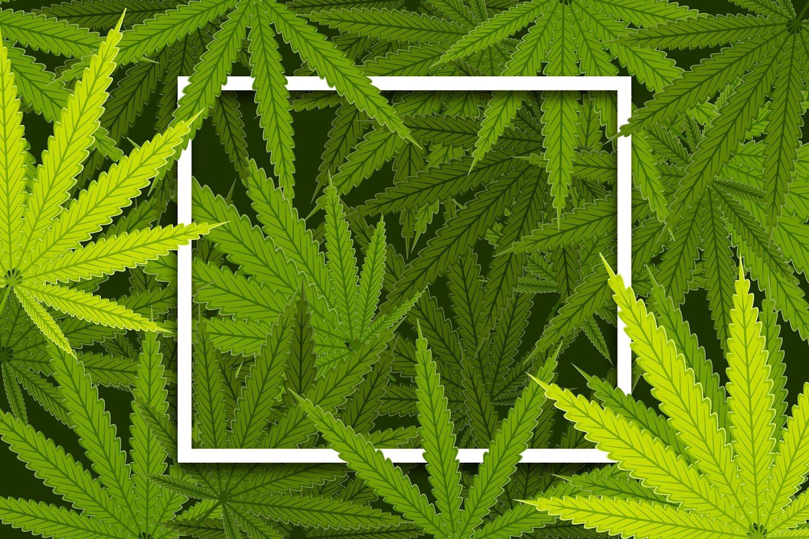 Насіння коноплі застосовується